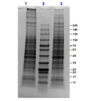 SDS-PAGE of PC-3 Whole Cell Lysate.<br />Lane 1: PC-3 Whole Cell Lysate (10 μg) Reduced.<br />Lane 2: Opal Prestained Molecular Weight Marker.<br />Lane 3: PC-3 Whole Cell Lysate (10 μg) Non-Reduced.<br />Results show wide range of molecular weight bands with no signs of degradation.
